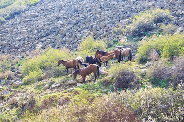 Horses in the mountains graze on a steep slope Nature and pasture in rural highlands Kyrgyzstan