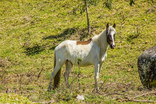 Horses outdoors eating