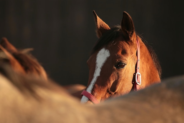 Horses in the pasture at dusk