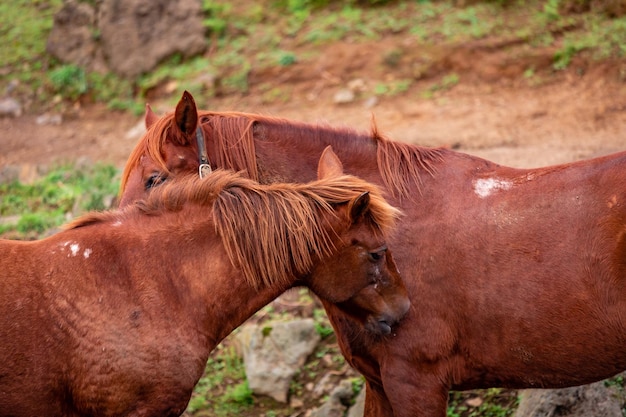 Photo horses on pasture in the heard together happy animals portugal lusitanos