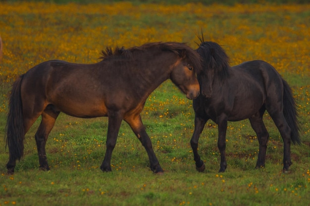 horses playing