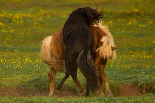 horses playing