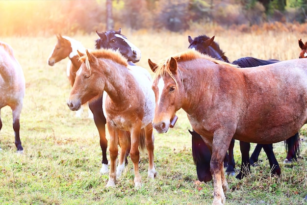 horses running across the steppe, dynamic freedom herd