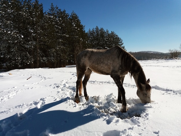 horses in the snow with the reflection of sunlight