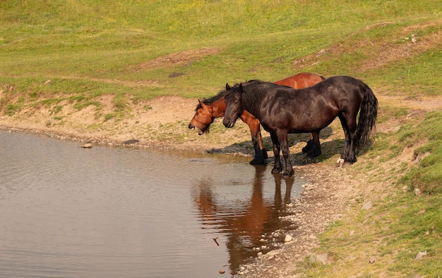 Horses at a watering hole near the lake