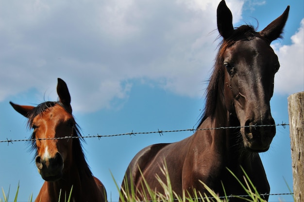 Horses