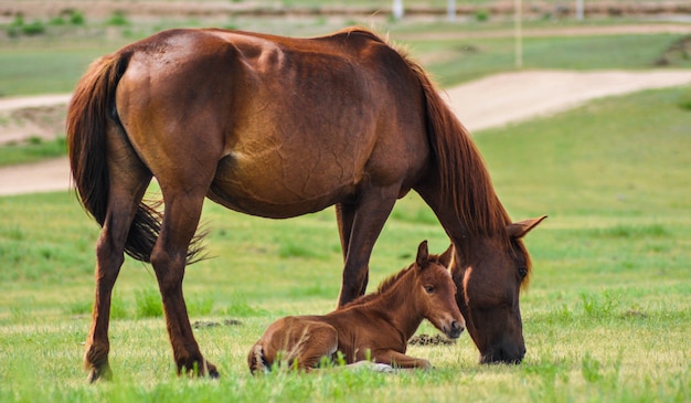 Horses