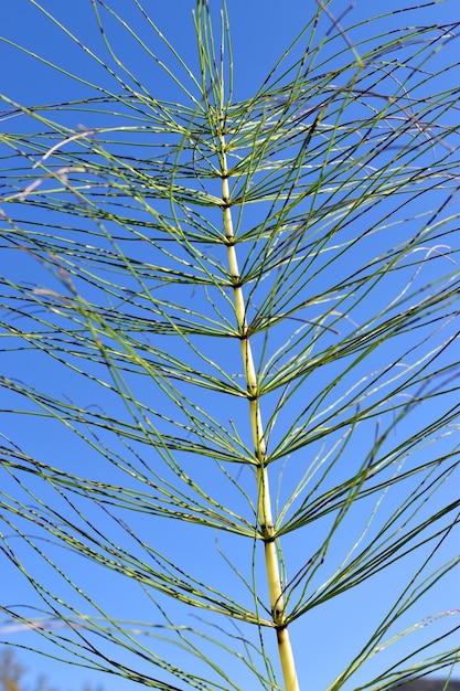 Horsetail (Equisetum) under a blue sky. It is a medicinal plant