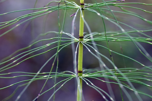 Horsetail (Equisetum) in a forest. It is a medicinal plant