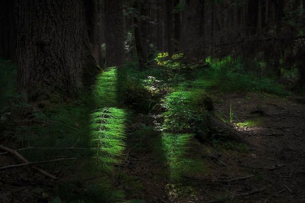 Horsetail plant in green forest at sunset Forest summer landscape