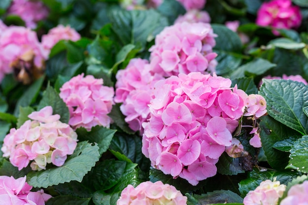 Hortensia flower, hydrangea flower, background.