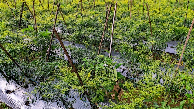 The horticultural green chili farming system uses plastic mulch in Indonesia