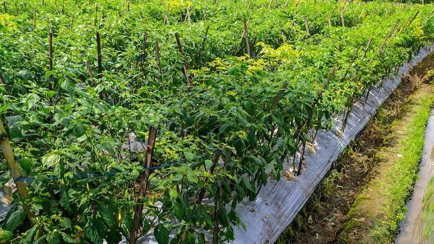 The horticultural green chili farming system uses plastic mulch in Indonesia