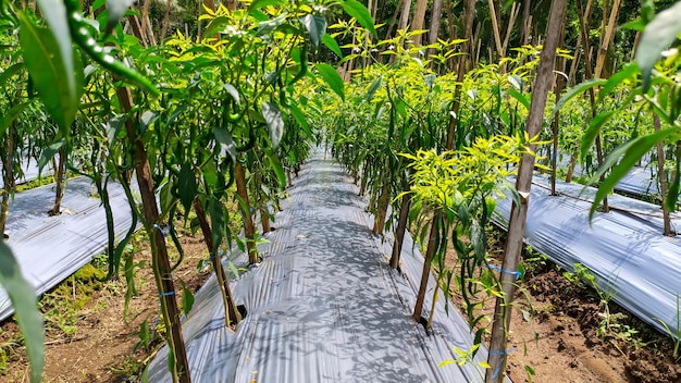 The horticultural green chili farming system uses plastic mulch in Indonesia