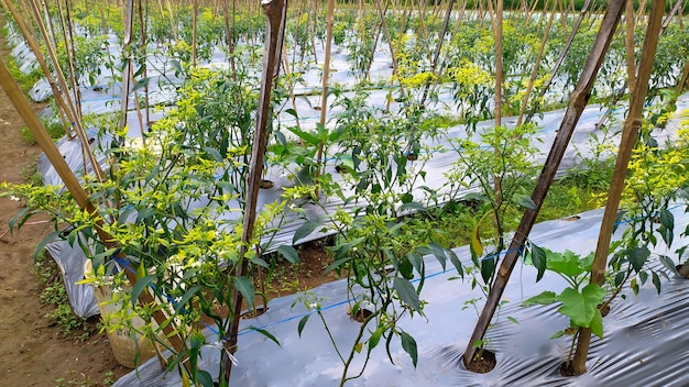 The horticultural green chili farming system uses plastic mulch in Indonesia