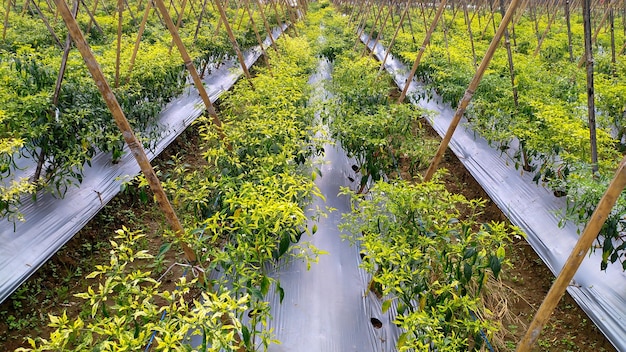 The horticultural green chili farming system uses plastic mulch in Indonesia