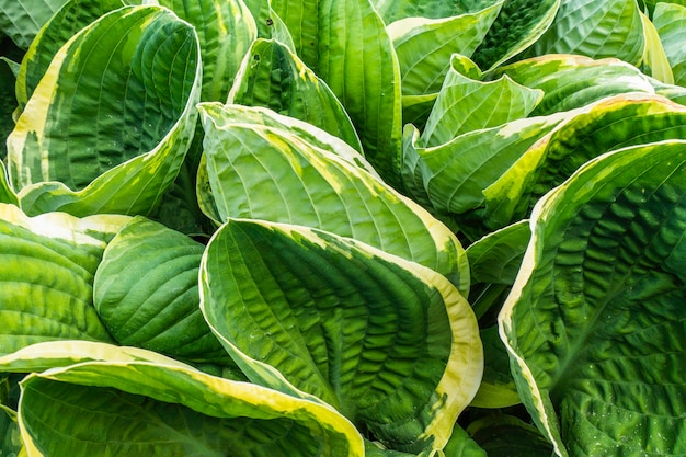 Hosta Flower, Variegated Green Leaves of Hosts with White Stripes.