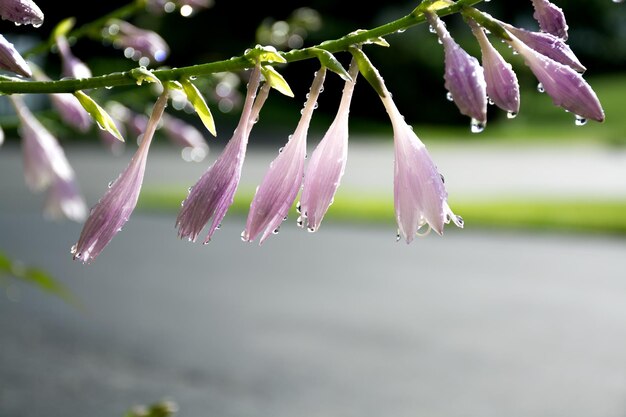 Hosta flowers with rain drops One of the varieties of hosta plant Selective focus