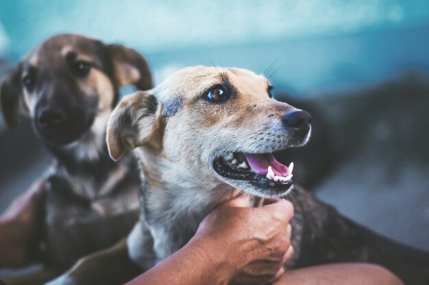 Hostess caresses the dog, the animal looks away, something distracted him