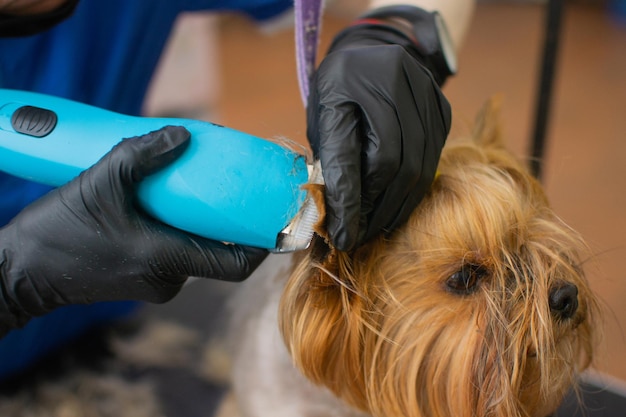 Hosts brought domestic pet yorkshire terrier for grooming in salon Groomer neatly and carefully treats the dog Domestic animal pet grooming procedures for animals Washes cuts dries combs the hair