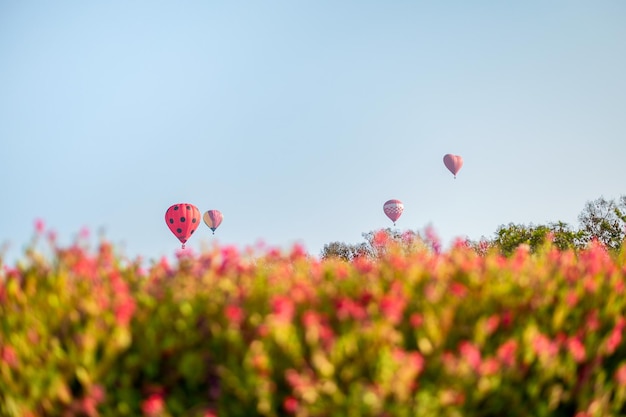 Hot air balloons flying on flowers garden