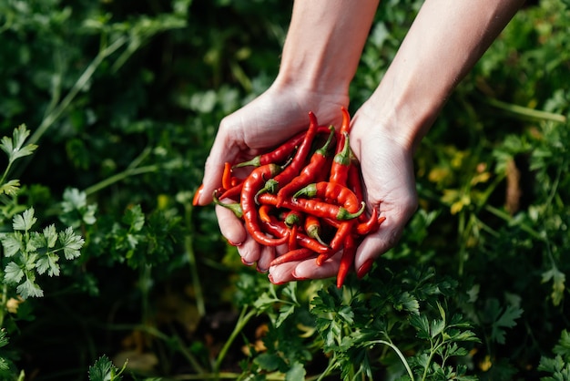 Hot chili pepper closeup in the hands of a girl against the background of a garden and greenery Healthy organic food and harvesting Natural and environmentally friendly agriculture