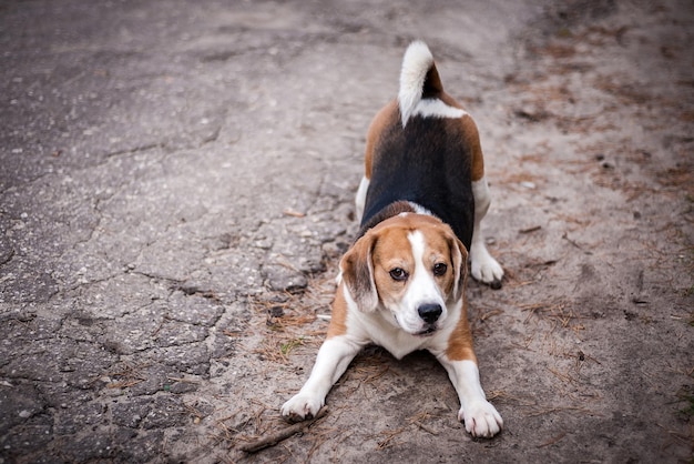 Hound Beagle on a walk in the autumn Park