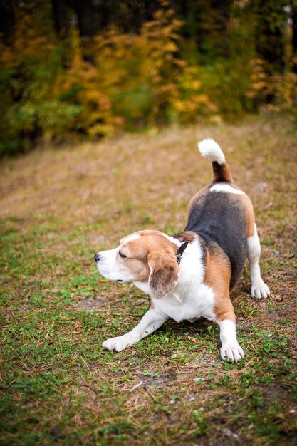 Hound Beagle on a walk in the autumn Park