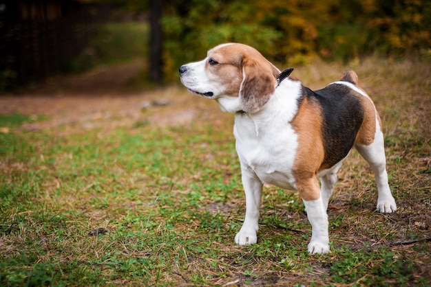 Hound Beagle on a walk in the autumn Park