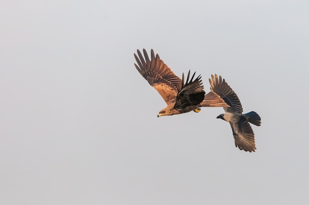 House crow chasing a black kite in the sky