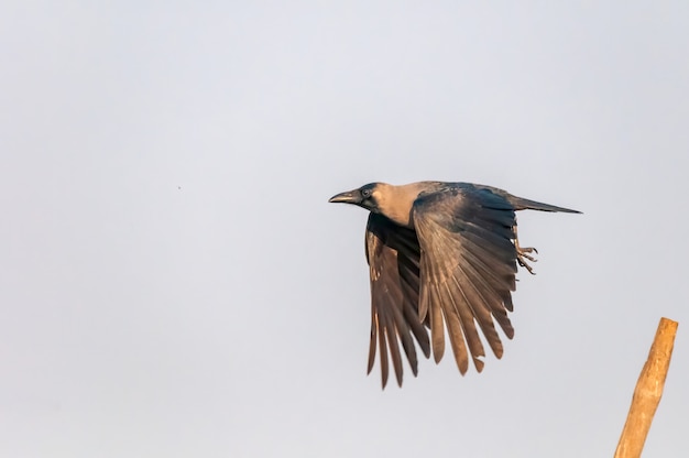 House crow taking off from a perch