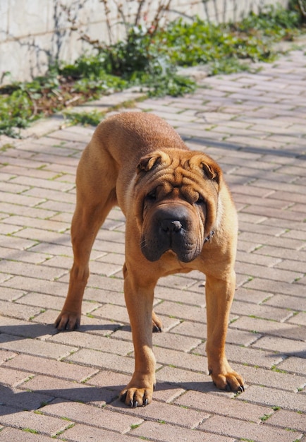 Photo house dog shar pei red color looks away