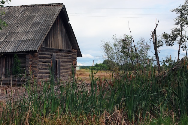 House in a field with reeds