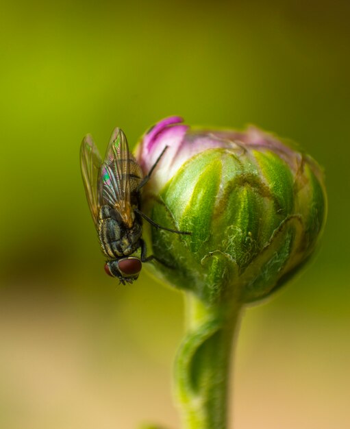 House fly on Bud