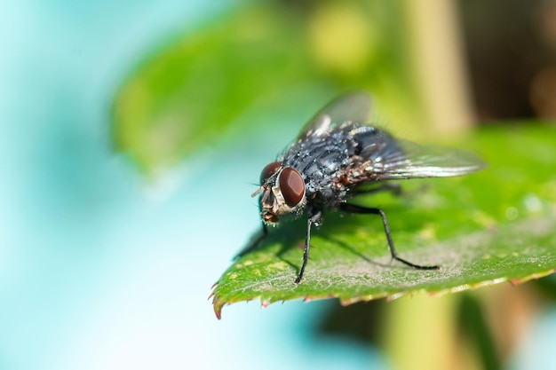 House fly Fly House fly on leafx9