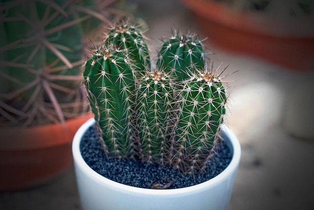 House indoor plants Indoor cacti