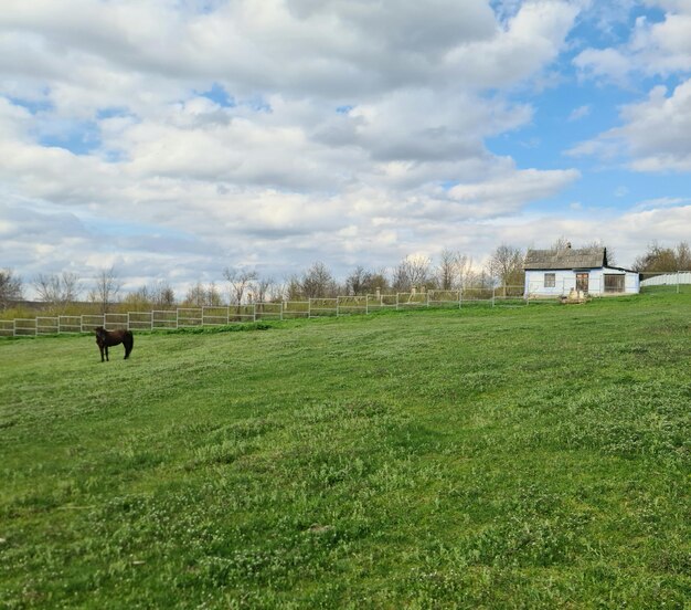 A house is in the background and a horse is in the foreground.