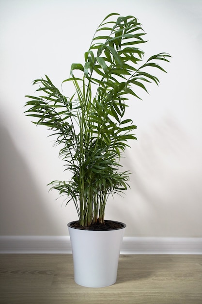 House plant Chamaedorea in a ceramic flower pot isolated on a white background