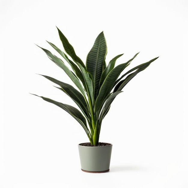 House plant in white pot isolated on white background clipping path included