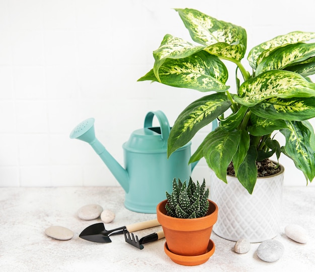 Photo a house plants in flowerpots and green watering can on the  table