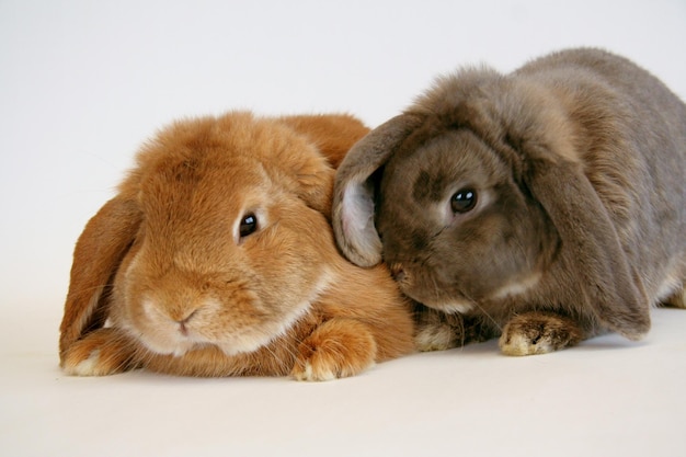 House rabbits of different colors on a white background