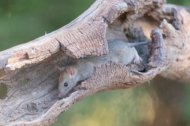 house rat (Rattus rattus) Malaga, Spain