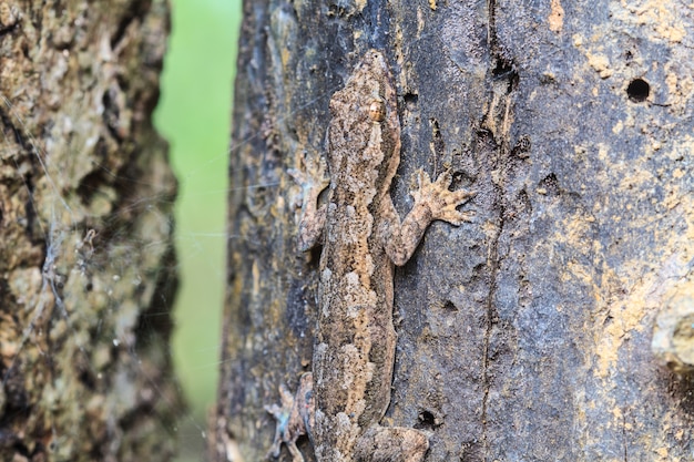  House small lizard on the tree