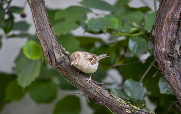 House Sparrow Passer domesticus bird in nature