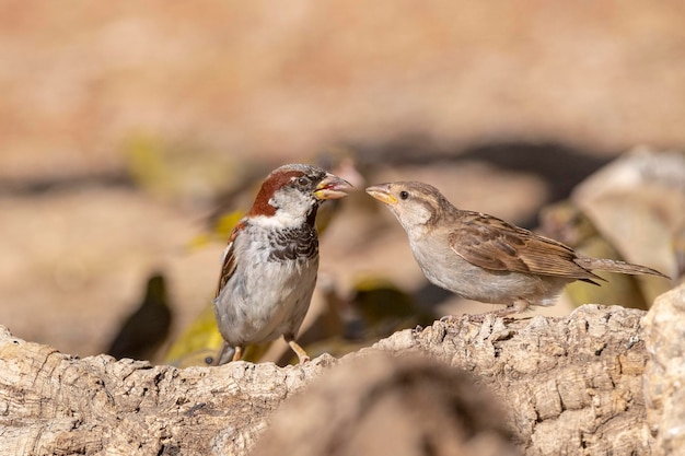 House sparrow (Passer domesticus) Malaga, Spain