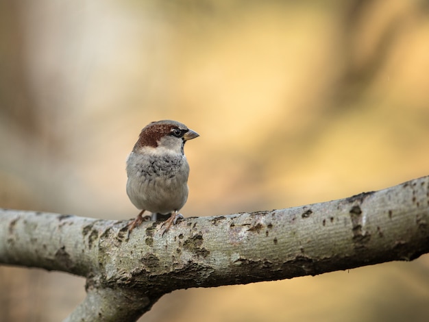 House Sparrow, Passer domesticus, sitting on a branch