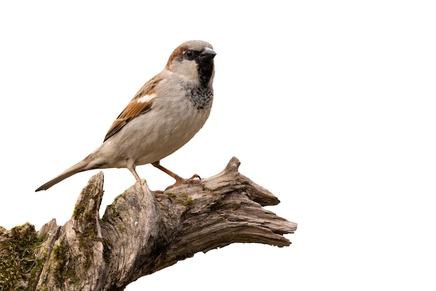 House sparrow sitting on wood isolated on white background