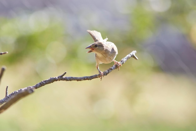 House sparrow