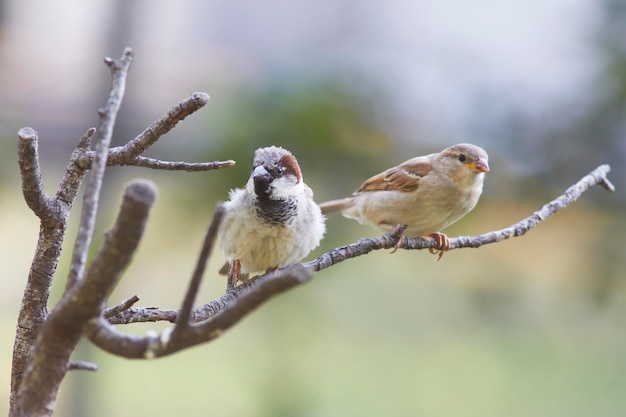 House sparrow