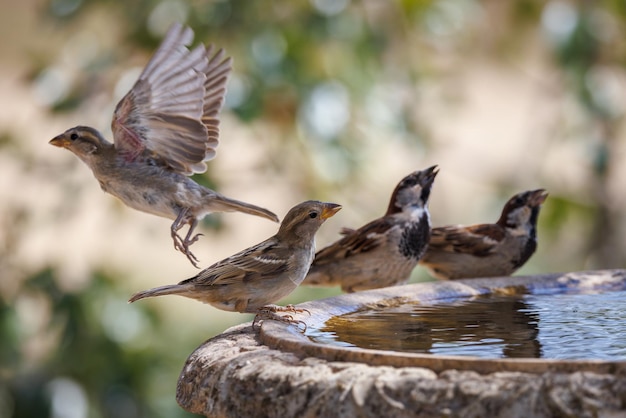 House sparrows.  (Passer domesticus).